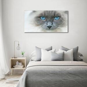 Imprimare tablou canvas Cat ochi albaștri