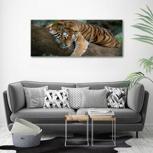 Tablou pe pânză canvas Tiger pe un copac