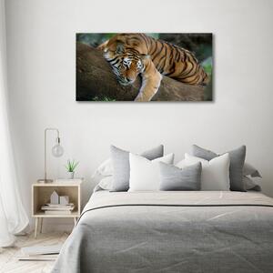 Tablou pe pânză canvas Tiger pe un copac
