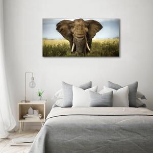 Tablou Printat Pe Sticlă Elephant pe savana