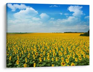 Tablou - câmp cu floarea soarelui (70x50 cm)