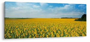 Tablou - câmp cu floarea soarelui (120x50 cm)