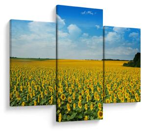 Tablou - câmp cu floarea soarelui (90x60 cm)