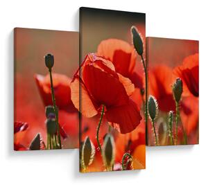 Tablou cu flori de maci (90x60 cm)