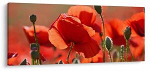 Tablou cu flori de maci (120x50 cm)