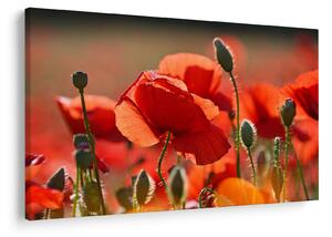 Tablou cu flori de maci (90x60 cm)
