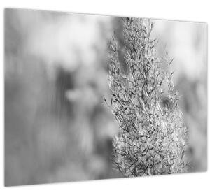Tablou - Iarbă de pampas Boho (70x50 cm)