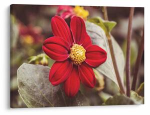 Tablou cu floare (70x50 cm)