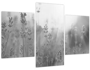 Tablou - Lavanda (90x60 cm)