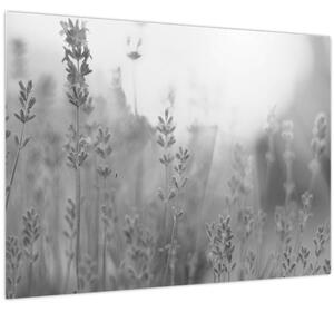 Tablou - Lavanda (70x50 cm)