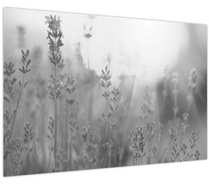 Tablou - Lavanda (90x60 cm)