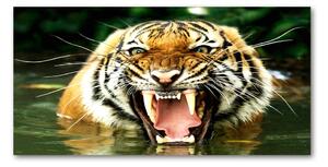 Fotografie imprimată pe sticlă hohotitor tigru