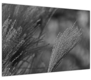 Tablou - Iarbă de pampas uscată (90x60 cm)