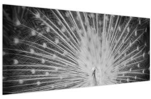 Tablou - Păun alb (120x50 cm)