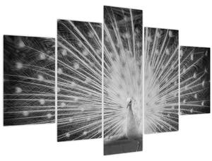 Tablou - Păun alb (150x105 cm)