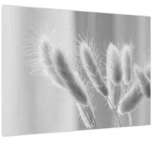 Tablou pe sticlă - Iarbă de coadă de iepure (70x50 cm)