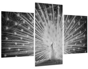 Tablou - Păun alb (90x60 cm)