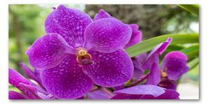 Fotografie imprimată pe sticlă Orhidee