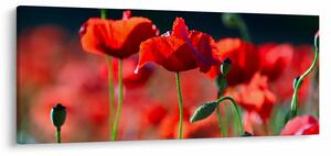 Tablou - flori de maci (120x50 cm)