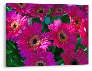 Tablou - floare (70x50 cm)