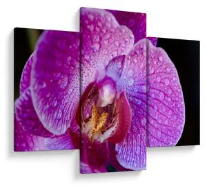 Tablou detailat cu floare de orhidee (90x60 cm)