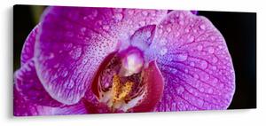 Tablou detailat cu floare de orhidee (120x50 cm)