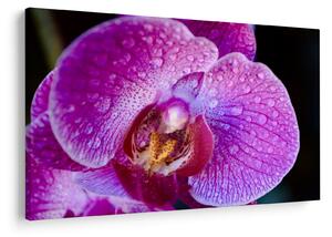 Tablou detailat cu floare de orhidee (90x60 cm)
