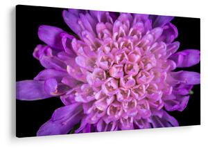 Tablou detailat cu floare (90x60 cm)