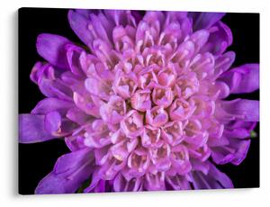 Tablou detailat cu floare (70x50 cm)