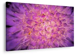 Tablou detailat cu floare (90x60 cm)