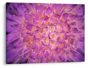 Tablou detailat cu floare (70x50 cm)