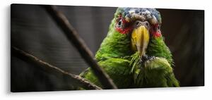 Tablou cu papagal (120x50 cm)