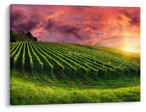Tablou cu vie cu cerul color (70x50 cm)