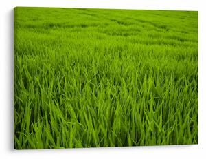 Tablou cu iaraba (70x50 cm)