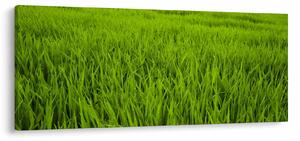 Tablou cu iaraba (120x50 cm)