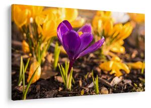 Tablou cu floare violetă (90x60 cm)