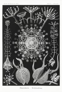 Reproducere Phaeodaria–Rohrstrahlinge (1904), Ernst Haeckel