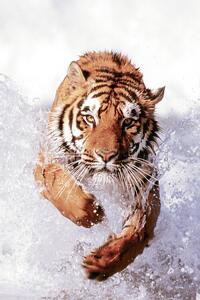 Poster Tiger Running Through Water