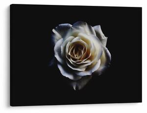Tablou cu trandafir alb (70x50 cm)