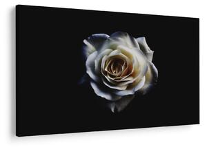 Tablou cu trandafir alb (90x60 cm)