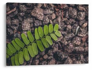 Tablou cu planta verde (70x50 cm)