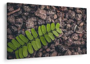 Tablou cu planta verde (90x60 cm)