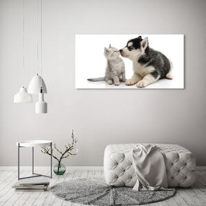 Fotografie imprimată pe sticlă Câine și pisică