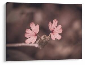 Tablou cu floare roz (70x50 cm)