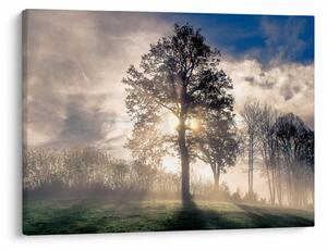 Tablou cu copac în ceață (70x50 cm)