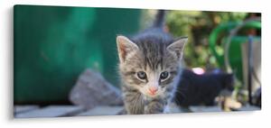 Tablou cu pisicuțe (120x50 cm)