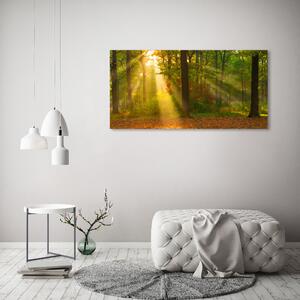 Tablou canvas Pădurea în soare