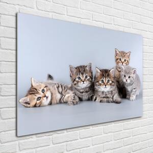 Fotografie imprimată pe sticlă cinci pisici