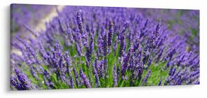 Tablou - lavanda (120x50 cm)