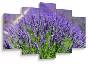 Tablou - lavanda (150x105 cm)